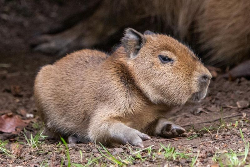 Baby Bara closeup
