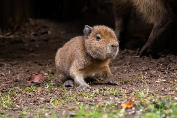 Baby Bara